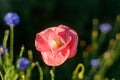 Beautiful pink poppy flower in wild countryside garden. Blooming wildflowers in sunny summer meadow. Biodiversity and landscaping Royalty Free Stock Photo