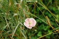 Beautiful pink poppy flower in wild countryside garden. Blooming wildflowers in sunny summer meadow. Biodiversity and landscaping Royalty Free Stock Photo