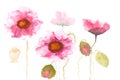 Beautiful pink poppy flowers