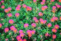 Beautiful pink portulaca oleracea flowers, also known as common purslane, verdolaga, little hogweed, red root, or pursley. Royalty Free Stock Photo