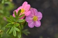 Beautiful pink Potentilla flowers on a green bush. Small red flowers of Rosaceae