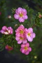 Beautiful pink Potentilla flowers on a green bush. Small red flowers of Rosaceae