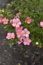 Beautiful pink Potentilla flowers on a green bush. Small red flowers of Rosaceae