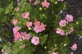 Beautiful pink Potentilla flowers on a green bush. Small red flowers of Rosaceae