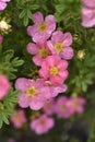 Beautiful pink Potentilla flowers on a green bush. Small red flowers of Rosaceae