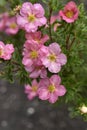Beautiful pink Potentilla flowers on a green bush. Small red flowers of Rosaceae
