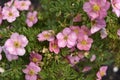 Beautiful pink Potentilla flowers on a green bush. Small red flowers of Rosaceae