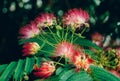 Beautiful pink powderpuff tree flowers, Calliandra surinamensis