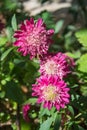 Beautiful pink `Princess` Aster flowers in the garden, autumn flowers in the park. Blooming beauty Royalty Free Stock Photo
