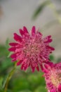 Beautiful pink `Princess` Aster flowers in the garden, autumn flowers in the park. Blooming beauty Royalty Free Stock Photo