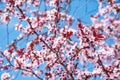 Beautiful pink or purple cherry tree blossom flowers blooming in the spring time, with blue sky background, selective focus Royalty Free Stock Photo