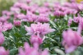 Beautiful Pink or Purple chrysanthemum flower blooming in garden Royalty Free Stock Photo