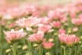 Beautiful Pink or Purple chrysanthemum flower blooming in garden Royalty Free Stock Photo