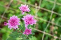 Beautiful Pink or Purple chrysanthemum flower blooming in garden Royalty Free Stock Photo