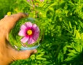 Beautiful pink-purple Cosmos bipinnatus flower photography at a botanical garden in clear crystal glass ball. Royalty Free Stock Photo