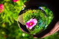 Beautiful pink-purple Cosmos bipinnatus flower photography at a botanical garden in clear crystal glass ball. Royalty Free Stock Photo