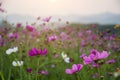 Beautiful pink or purple cosmos Cosmos Bipinnatus flowers garden in soft focus at the park with blurred mountain cosmos and sky Royalty Free Stock Photo