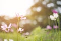 Beautiful pink or purple cosmos Cosmos Bipinnatus flowers in soft focus at the park with blurred cosmos flower with sun light Royalty Free Stock Photo