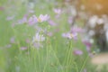 Beautiful pink or purple cosmos Cosmos Bipinnatus flowers gard Royalty Free Stock Photo