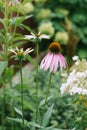 Beautiful pink and purple Echinacea flower and white daisies bloom in the garden in summer. Selective focus Royalty Free Stock Photo