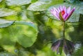 Beautiful pink purple flower of water lily or lotus flower Nymphaea in old verdurous pond. Big leaves of waterlily cover water Royalty Free Stock Photo