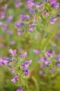 beautiful pink purple flowers in closeup