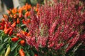 Beautiful pink and purple flowers knospenheide and calluna vulgaris and capsicum also called decorative peppers in Royalty Free Stock Photo