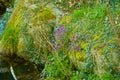 Beautiful pink and purple flowers small size blooming on the rock close up on the background of green grass and leaves. Royalty Free Stock Photo