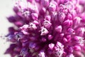 Beautiful pink and purple garlic flower blossom as spring background full of positive bright sunlight