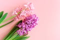 Beautiful pink and purple hyacinth common hyacinth, garden hyacinth or Dutch hyacinth flowers on soft pink background. Concept Royalty Free Stock Photo