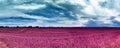 Beautiful pink and purple infrared panorama of a european countryside landscape with a blue sky