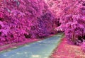 Beautiful pink and purple infrared shots of country landscapes in europe