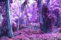 Beautiful pink and purple infrared shots of tropical palm trees on the Seychelles Royalty Free Stock Photo