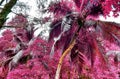 Beautiful pink and purple infrared shots of tropical palm trees on the Seychelles Royalty Free Stock Photo