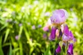 Beautiful pink purple Iris germanic decorative flowers close up in spring summer garden, background with iris flowers