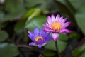Beautiful pink and purple lotus flower over blurred natural green leaves background Royalty Free Stock Photo