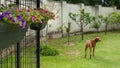 Beautiful pink and purple mini petunia hanging baskets decorating a dog kennel in a garden.