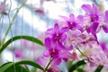 Beautiful pink and purple orchid flower Royalty Free Stock Photo