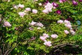 Beautiful pink and purple Paeonia suffruticosa flowers close-up in a summer garden