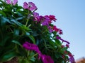 Beautiful pink purple Periwinkle flower in garden