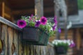 Beautiful pink purple Petunia flowers in pots on balcony, flowering plants and balcony gardening