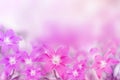 Beautiful pink and purple rain lily flower on soft romance background Royalty Free Stock Photo