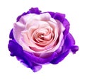 Beautiful Pink Purple Rose Bud Isolated On White Background