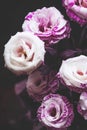 Beautiful pink and purple roses on dark background