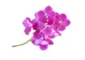 Beautiful pink-purple vanda orchid flower bouquet isolated on white with clipping path. Royalty Free Stock Photo