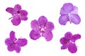 Beautiful pink-purple vanda orchid flower Set of pink-purple vanda orchid flowers isolated on white background with clipping path. Royalty Free Stock Photo