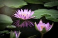 Beautiful pink purple waterlily or lotus flower in pond with reflecting on the water Royalty Free Stock Photo