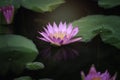 Beautiful pink purple waterlily or lotus flower in pond with reflecting on the water Royalty Free Stock Photo