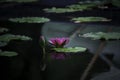 Beautiful pink purple waterlily or lotus flower in pond with reflecting on the water Royalty Free Stock Photo