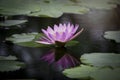 Beautiful pink purple waterlily or lotus flower in pond with reflecting on the water Royalty Free Stock Photo